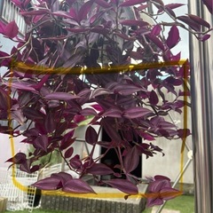 植物　トラディスカンチア　切り枝１０\23まで