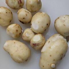 食品　里芋　便利な皮なし！800g
