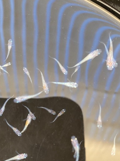 11月までメダカ　蜜柑三色ラメ　稚魚