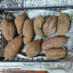 【お取引先決定済】やや大き目サツマイモ5kg
