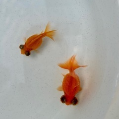 出目ピンポンパール5匹の画像