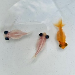 出目ピンポンパール5匹の画像