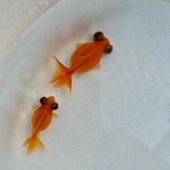 出目ピンポンパール5匹