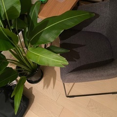 最激安　IKEA イケア TOSSBERG トッスベルグ グレーの画像