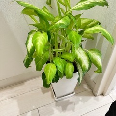 観葉植物(ディフェンバキア)