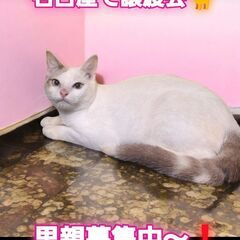 里親募集中！生後4ヵ月マンチカン足長♂(⋈◍＞◡＜◍)。✧♡