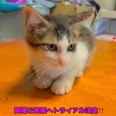 可愛い仔猫ちゃん達❤︎※返信が無い方ブロック致します。