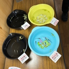 めだか　メダカ各種