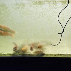 錦鯉 締め2歳譲ります。の画像