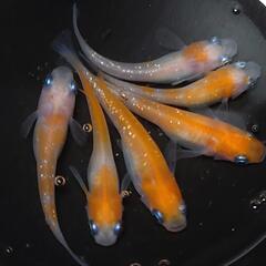 🐟️紅白ラメ✨️　3ペアセット🉐 №1　