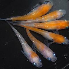 🐟️紅白ラメ✨️　3ペアセット🉐 №1　の画像