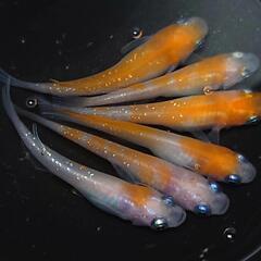 🐟️紅白ラメ✨️　3ペアセット🉐 №1　の画像