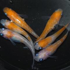 🐟️紅白ラメ✨️　3ペアセット🉐 №1　の画像
