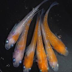 🐟️紅白ラメ✨️　3ペアセット🉐 №1　の画像