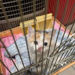 急募です！！1ヶ月くらいの子猫です。