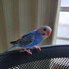 セキセイインコ(コバルトブルー)　里親募集　お話合い中