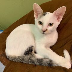 生後約4か月　キジ白男の子里親さん募集します🐈