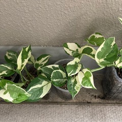 観葉植物　ポトス　