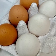 平飼いたまご
