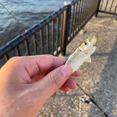 釣り仲間募集