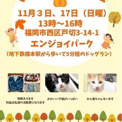 11/17 さち猫福岡譲渡会