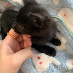 キリッとイケメン黒猫クン  里親募集🐾