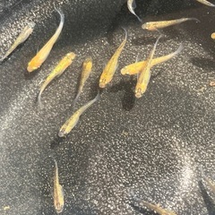 シンヘイキメダカ  8匹　オオミジンコはラスト