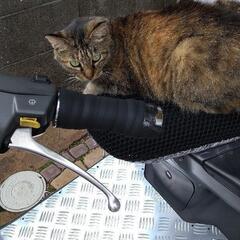 大切に飼育していただける方に☆ - 広島市