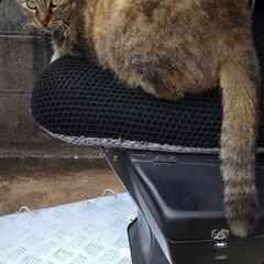 大切に飼育していただける方に☆ - 猫