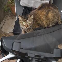 大切に飼育していただける方に☆