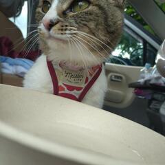 雑種猫里親募集
