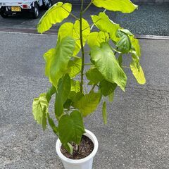 ★大きい 観葉植物 フィカス ウンベラータ 135cm