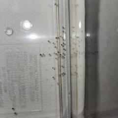 メダカの稚魚と卵(雑種)の画像