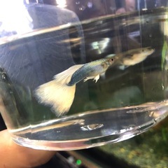 国産グッピードイツイエロー熱帯魚水槽爬虫類