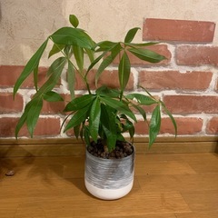 観葉植物　パキラ
