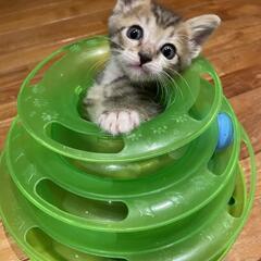 【一時募集中止しています】人慣れ😊猫慣れ🐱犬慣れ🐶バツグン！な仔...