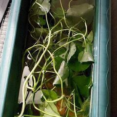 水草あげます。ウォーターコイン　ウォーターマッシュルームの画像