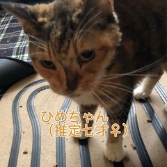助けてください - 古平郡