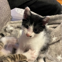 仲良し兄妹　人懐っこい子猫です(=^ェ^=)