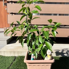 観葉植物『がじゅまるの木』