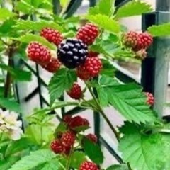 取り引き中)トゲなしブラックベリー苗木
