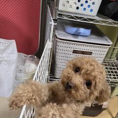 トイプードル 女の子 里親さがしてます