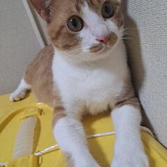 【急募】❤茶白のブレンくん❤