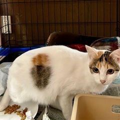 人馴れしてる綺麗な三毛猫さん里親さんきまりました