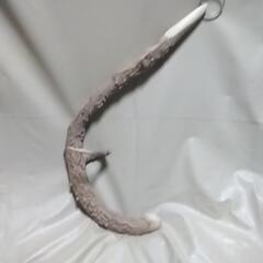 超貴重サンショの木の擂粉木です。