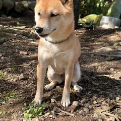豆柴　引退犬　7才 - 犬