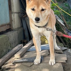 豆柴　引退犬　7才 - 高崎市