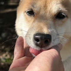 豆柴　引退犬　7才 − 群馬県