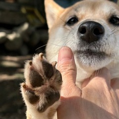 豆柴　引退犬　7才 - 里親募集