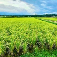 新米【ヒノヒカリ】無農薬のれんげ米🌾
